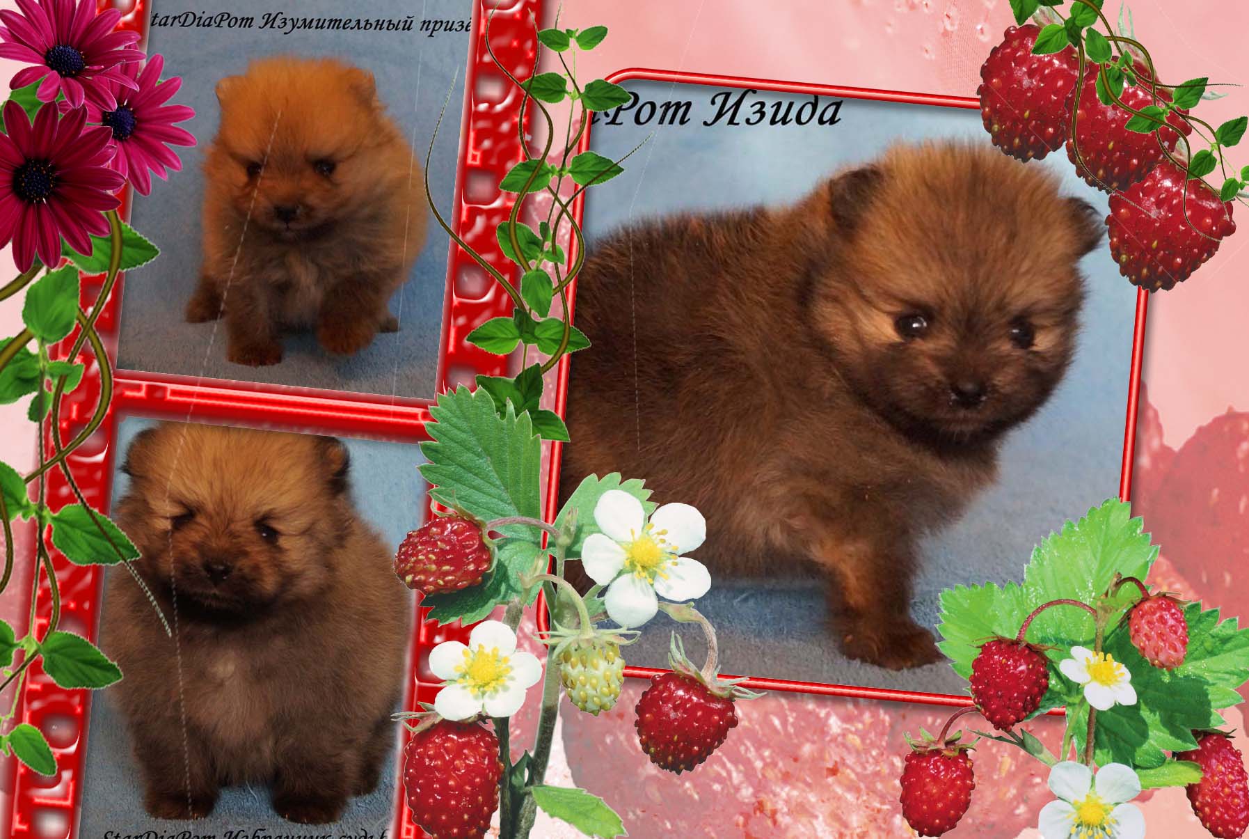 щенки померанского шпица