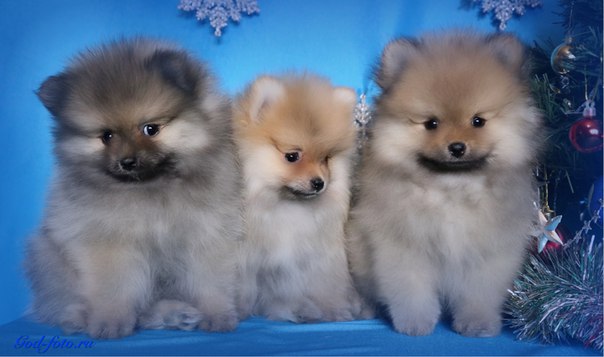 щенки шпица стардиапом